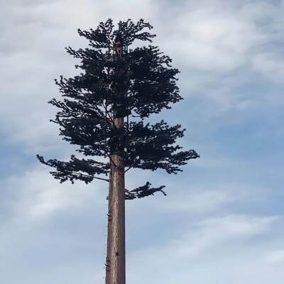 Struttura ad albero artificiale Bionic Tree Tower con design modulare per telecomunicazioni e integrazione di sensori ambientali