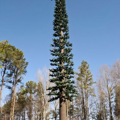 10 20 30 40 50 60 70 80 M Dip hot galvanizzato camuffato palo palma / pino micro Torre cellulare finta alberi 10 20 30 40 50 60 70 80 M