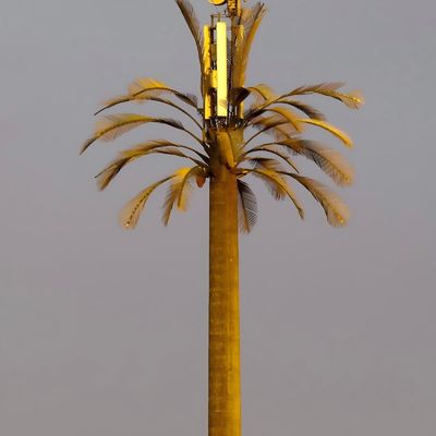 Albero di palma / pino 10 20 30 40 50 60 70 80