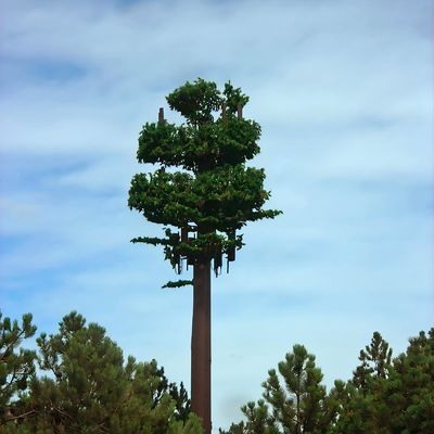 Albero di palma / pino 10 20 30 40 50 60 70 80
