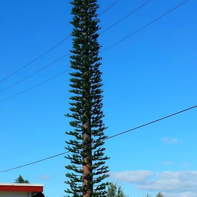 Monopolio di comunicazione Torre di cellule di pino finto ASTM A36 A572 Gr50 Torre di cellule travestita da albero