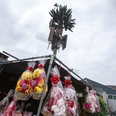 Torre di monopolio di telecomunicazione bionica galvanizzata / torri cellulari artificiali a albero