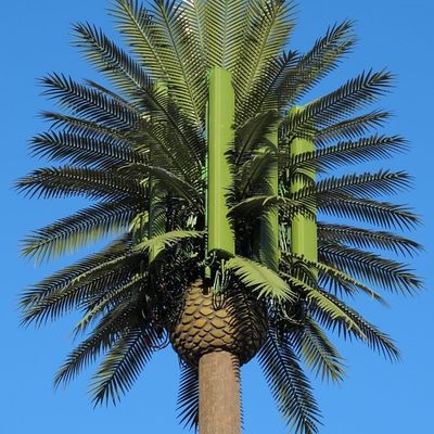 10 20 30 M Palma Falso Albero Torre cellulare Telecomunicazioni camuffate 5-80M