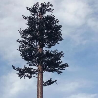 Torre ad albero bionico da 20M progettata per un'integrazione perfetta nei paesaggi con un aspetto simile a un albero e una costruzione modulare
