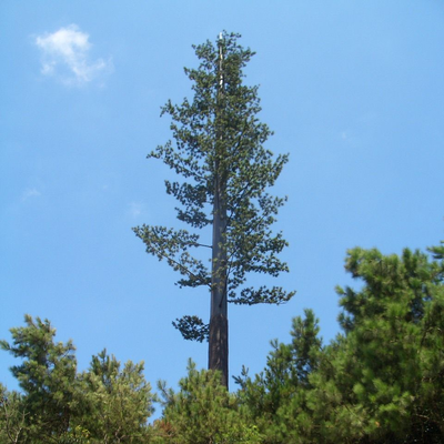 Torre di pino bionico mimetizzata ecologica per la rete wireless 5G Integrazione estetica Fabbrica di alberi di comunicazione con palme bioniche